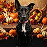 dog, black_dog, pumpkin, corn, autumn_leaves, cornucopia, apple, cranberry, thanksgiving, fall, harvest, wooden_table, still_life, portrait, pet, indoor, decor, animal, sitting, collar