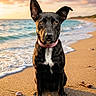 dog, beach, sand, ocean, water, sunset, collar, animal, pet, outdoor, nature, sky, wave, seashore, portrait, canine, sunlight, coast, mammal, relaxation