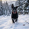 dog, black_dog, snow, winter, forest, trees, mountain, outdoor, animal, running, collar, snowflakes, nature, daylight, playful, canine, landscape, snowy, active, adventure