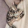 Tips a rejoint le concours — aidez-le/la à gagner de superbes lots ! cat, kitten, sleeping, tabby, paw, fur, blanket, pillow, cozy, rest, cute, pet, animal, indoor, soft, pattern, relaxation, closeup, nap, feline