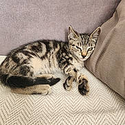 Tips participe au concours pour gagner de l'argent avec cette photo : kitten, cat, tabby, pet, animal, resting, cozy, blanket, pillow, indoors, fur, cute, sleepy, paw, whiskers, striped, small, young, relaxed, winking