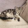 animal, blanket, cat, cozy, cute, fur, indoors, kitten, paw, pet, pillow, relaxed, resting, sleepy, small, striped, tabby, whiskers, winking, young