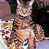 cat, tabby, pet, indoor, blanket, floral_pattern, collar, green_eyes, sitting, feline, animal, cute, cozy, furniture, couch, table, home, relaxed, portrait, colorful