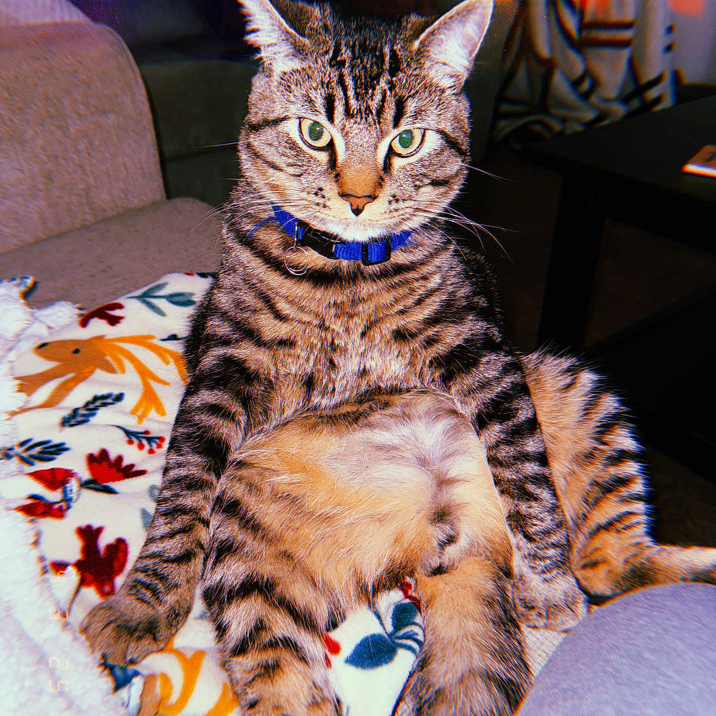 Milo joined the competition — help win amazing prizes! cat, tabby, pet, indoor, blanket, floral_pattern, collar, green_eyes, sitting, feline, animal, cute, cozy, furniture, couch, table, home, relaxed, portrait, colorful