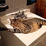 cat, tabby_cat, sink, bathroom, relaxed, stretching, pet, feline, domestic, tile_wall, soap_dispenser, cabinet, faucet, sleeping, indoor, animal, cute, resting, household, comfortable