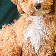 Zyhra Mcramos joined the competition — help win amazing prizes! animal, apricot_color, canine, companion, couch, cozy, curly_fur, cute, dog, domestic, fluffy, friendly, fur, indoor, lounge, pet, portrait, relaxed, seated, white_chest