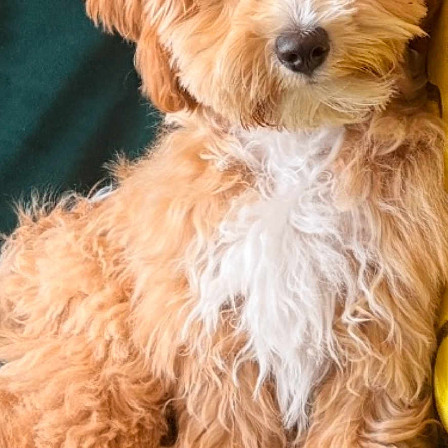 Zyhra Mcramos joined the competition — help win amazing prizes! animal, apricot_color, canine, companion, couch, cozy, curly_fur, cute, dog, domestic, fluffy, friendly, fur, indoor, lounge, pet, portrait, relaxed, seated, white_chest