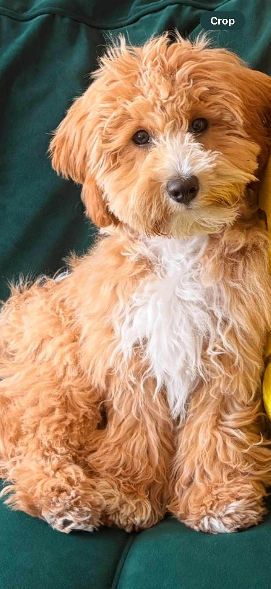 Zyhra Mcramos joined the competition — help win amazing prizes! animal, apricot_color, canine, companion, couch, cozy, curly_fur, cute, dog, domestic, fluffy, friendly, fur, indoor, lounge, pet, portrait, relaxed, seated, white_chest