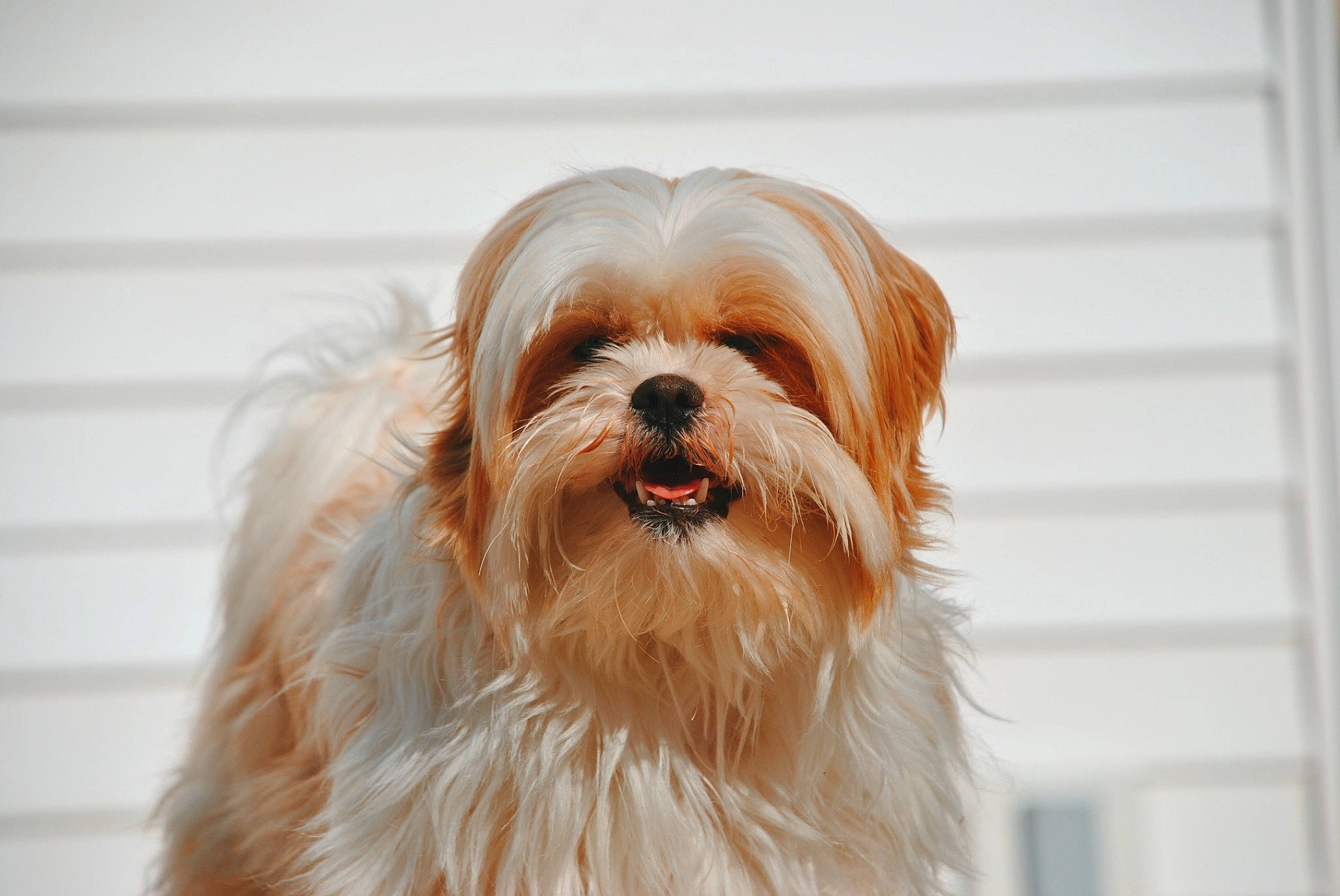 Barcy is registered to the contest to win money with this photo: canidae, carnivore, chinese_imperial_dog, close_up, companion_dog, dog, dog_breed, eye, havanese, lhasa_apso, lowchen, mammal, morkie, puppy, shih_tzu, snout, terrier, tibetan_terrier, vertebrate, yorkshire_terrier