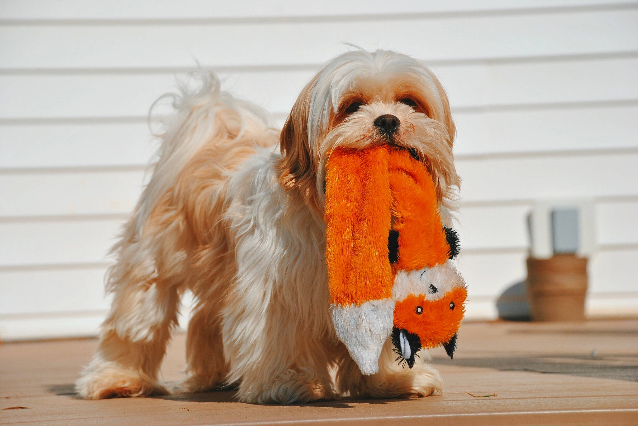 Barcy joined the competition — help win amazing prizes! canidae, carnivore, cavachon, cavapoo, companion_dog, dog, dog_breed, dog_clothes, havanese, lhasa_apso, lowchen, maltepoo, maltese, mammal, puppy, rare_breed_dog, shih_tzu, snout, tibetan_terrier, toy_dog