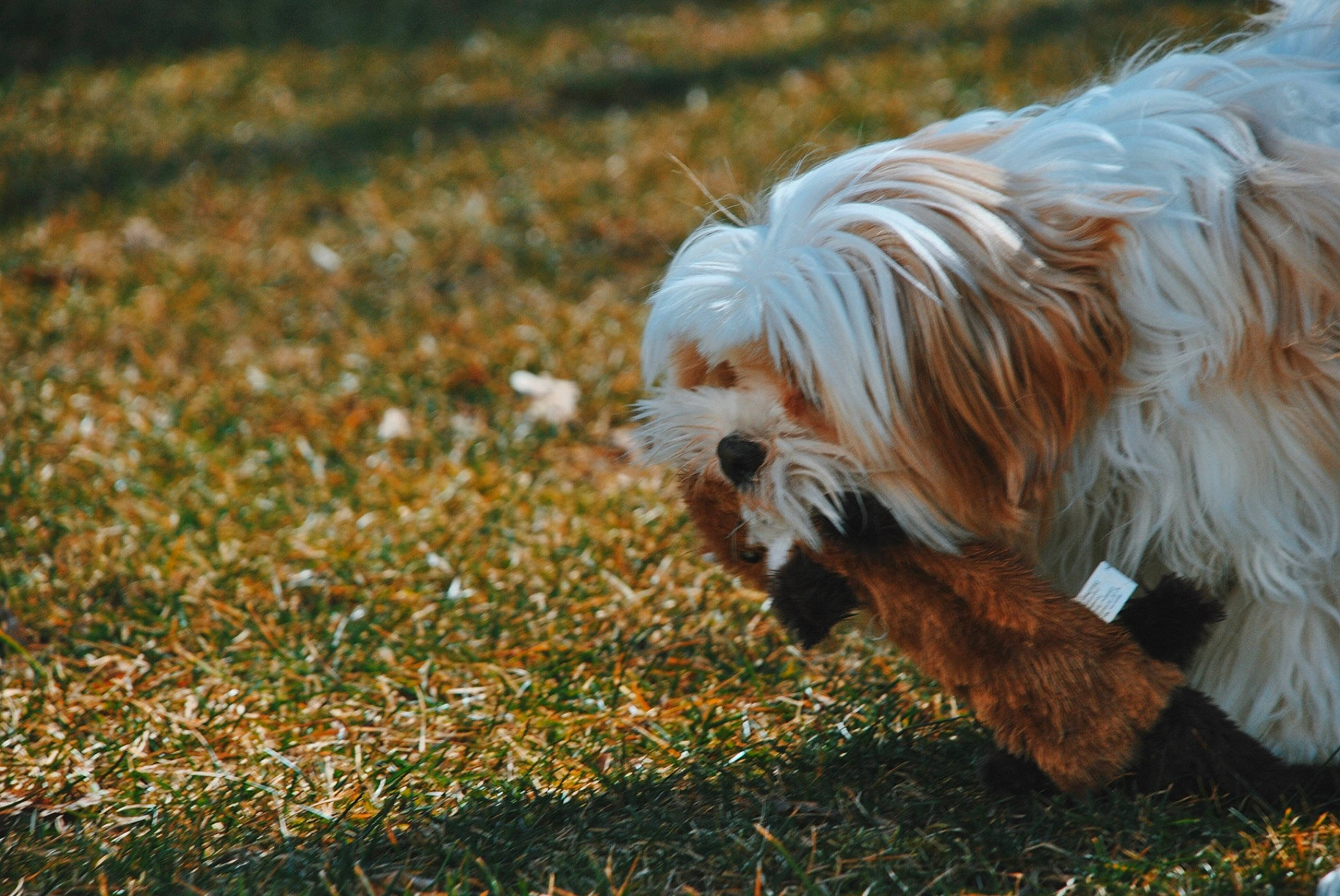 Barcy joined the competition — help win amazing prizes! canidae, carnivore, cavachon, companion_dog, dog, dog_breed, grass, havanese, lhasa_apso, lowchen, mammal, non_sporting_group, petit_basset_griffon_vendeen, rare_breed_dog, shih_tzu, sporting_group, sporting_lucas_terrier, tibetan_terrier, toy_dog, vertebrate