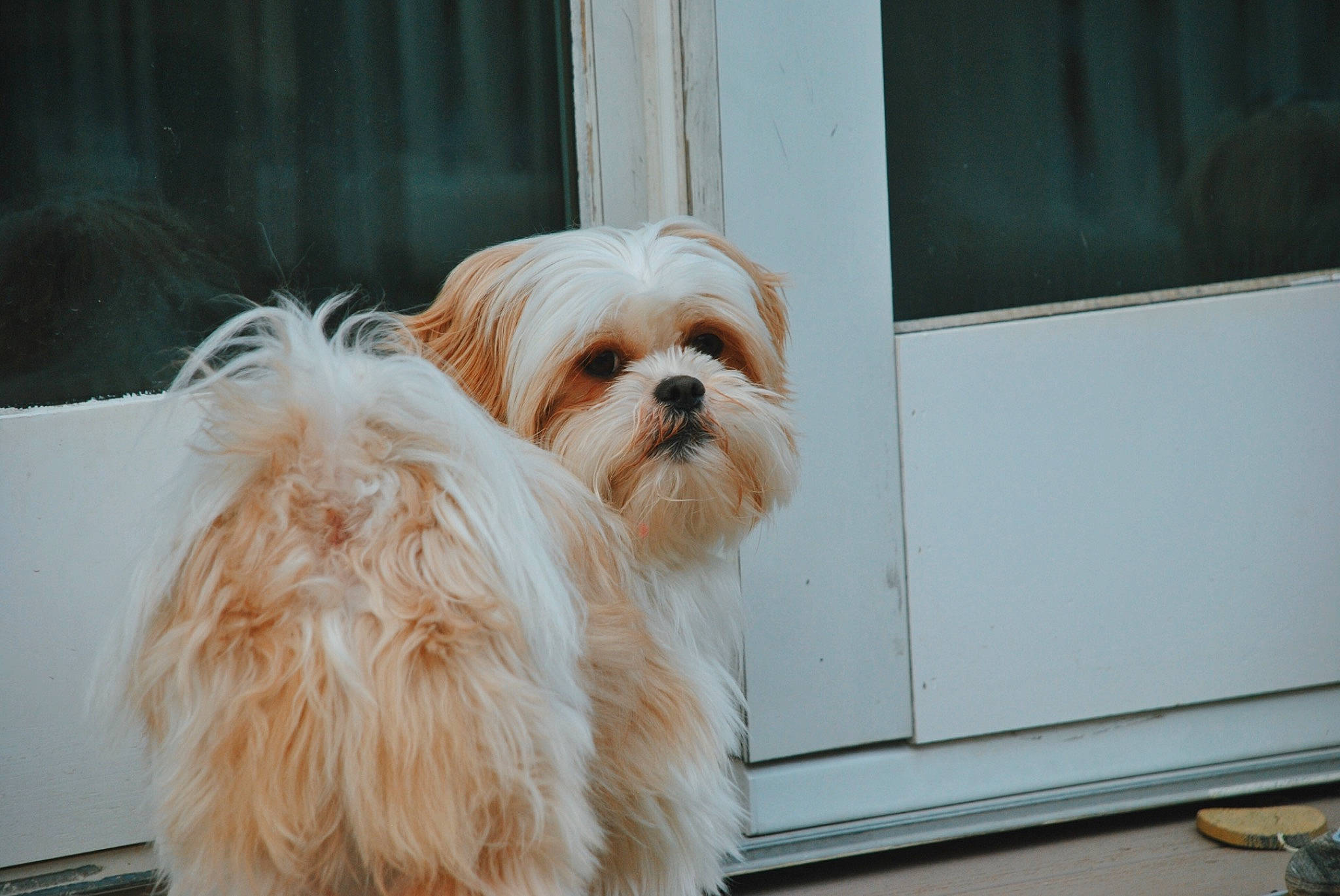 Barcy joined the competition — help win amazing prizes! canidae, carnivore, chinese_imperial_dog, companion_dog, dog, dog_breed, havanese, lhasa_apso, lowchen, maltepoo, maltese, mammal, non_sporting_group, puppy, rare_breed_dog, shih_tzu, snout, tibetan_terrier, toy_dog, vertebrate