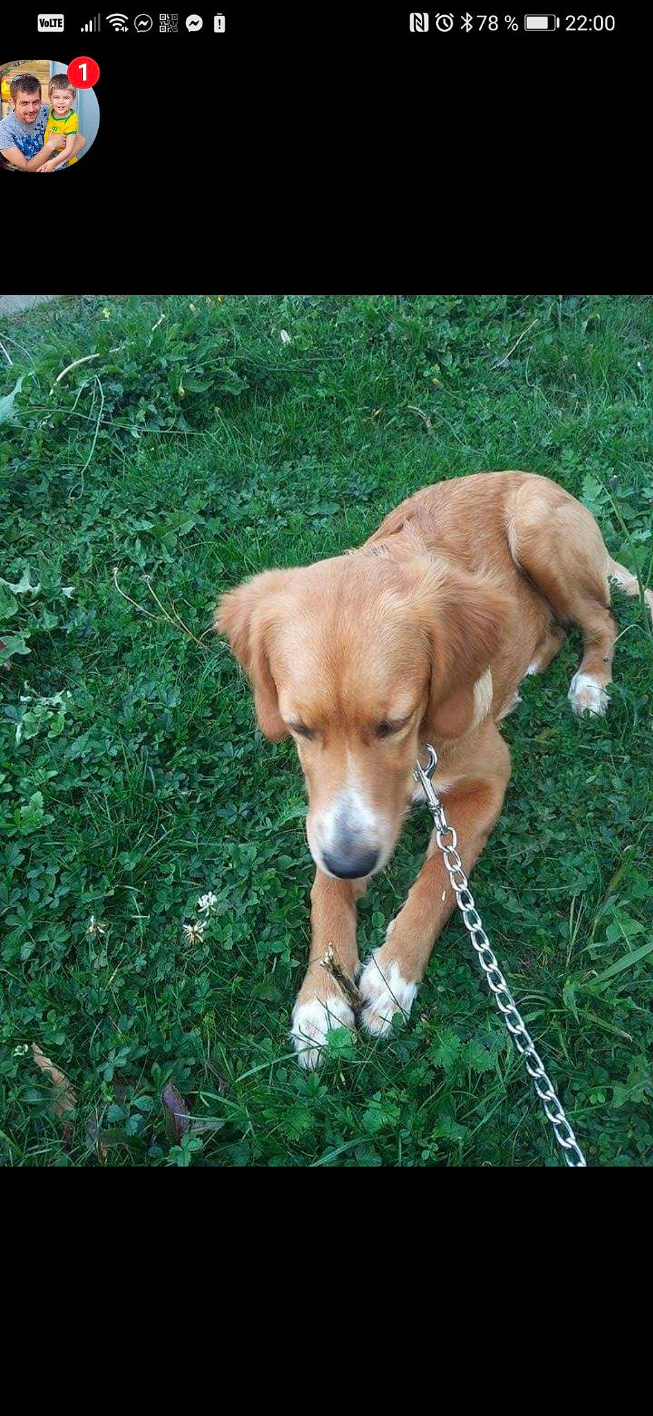 Guess a rejoint le concours — aidez-le/la à gagner de superbes lots ! canidae, carnivore, collar, companion_dog, dog, dog_breed, dog_collar, dog_supply, fawn, hunting_dog, leash, liver, mammal, pet_supply, puppy, snout, sporting_group, tail, working_animal, working_dog