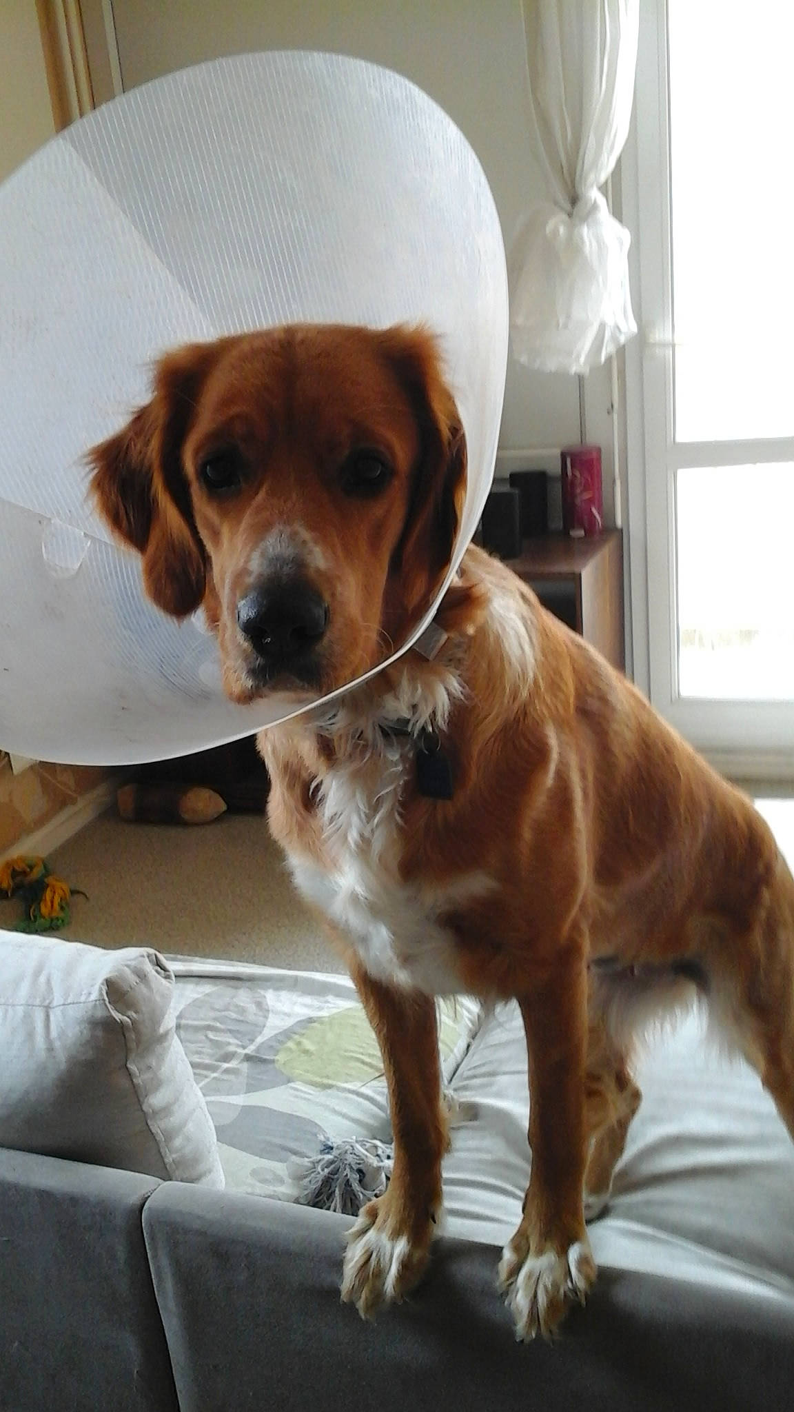 Guess a rejoint le concours — aidez-le/la à gagner de superbes lots ! beaglier, beige, brown, canidae, carnivore, comfort, companion_dog, dog, dog_breed, fawn, floor, fur, liver, mammal, pet_supply, snout, tan, vertebrate, whiskers, working_animal