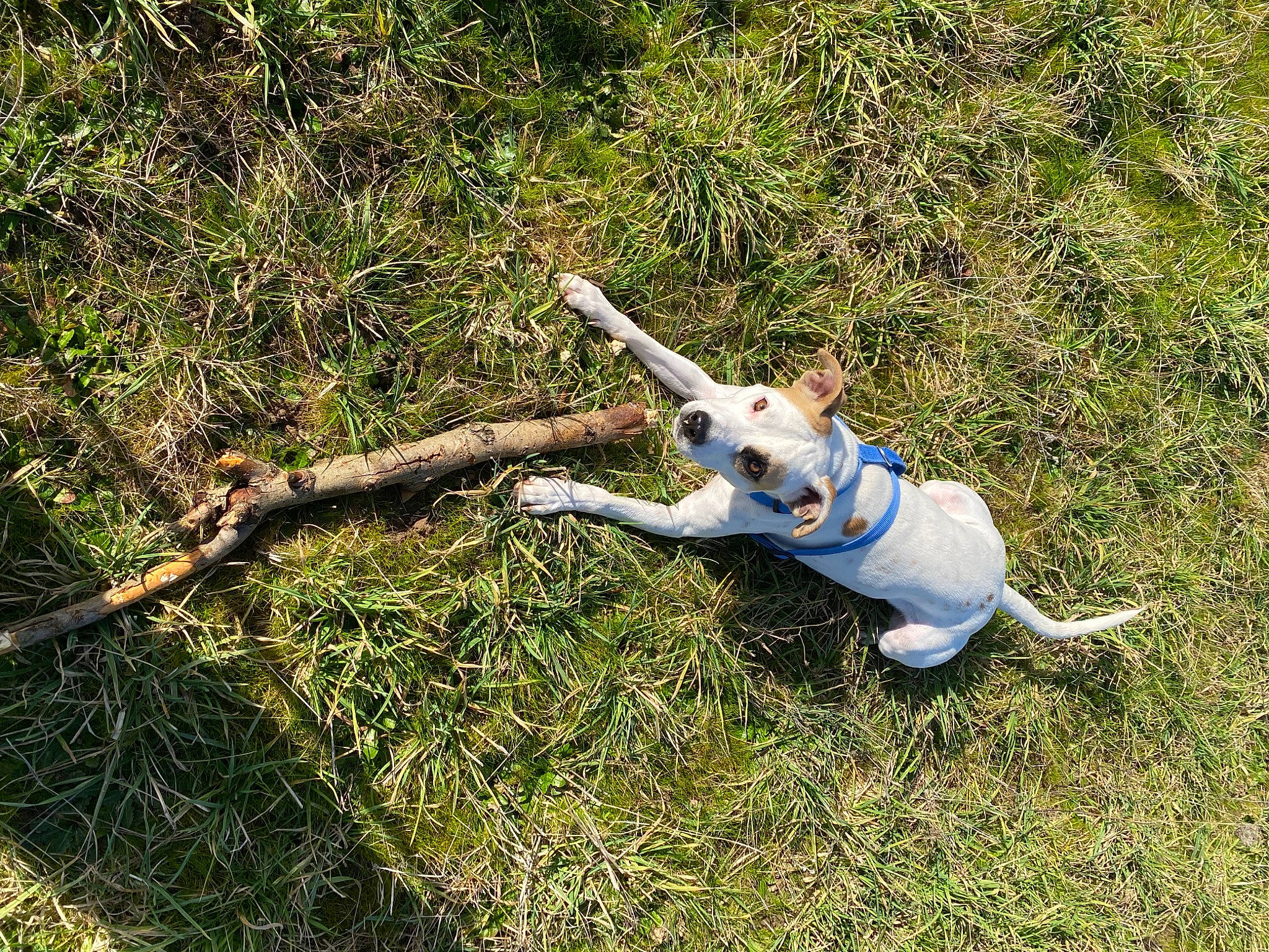 Tayron a rejoint le concours — aidez-le/la à gagner de superbes lots ! canidae, carnivore, companion_dog, dog, dog_breed, electric_blue, fawn, grass, groundcover, plant, soil, sporting_group, tail, terrestrial_animal, toy, toy_dog, twig, wing, wood, working_animal