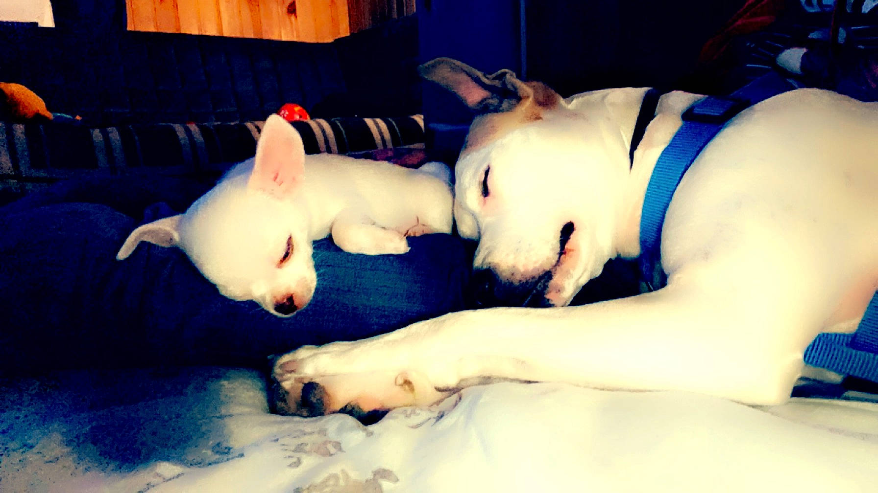 Tayron participe au concours pour gagner de l'argent avec cette photo : abdomen, canidae, carnivore, chest, comfort, companion_dog, dog, dog_breed, ear, fawn, fur, paw, snout, sporting_group, tail, toy_dog, trunk, vertebrate, whiskers, working_animal