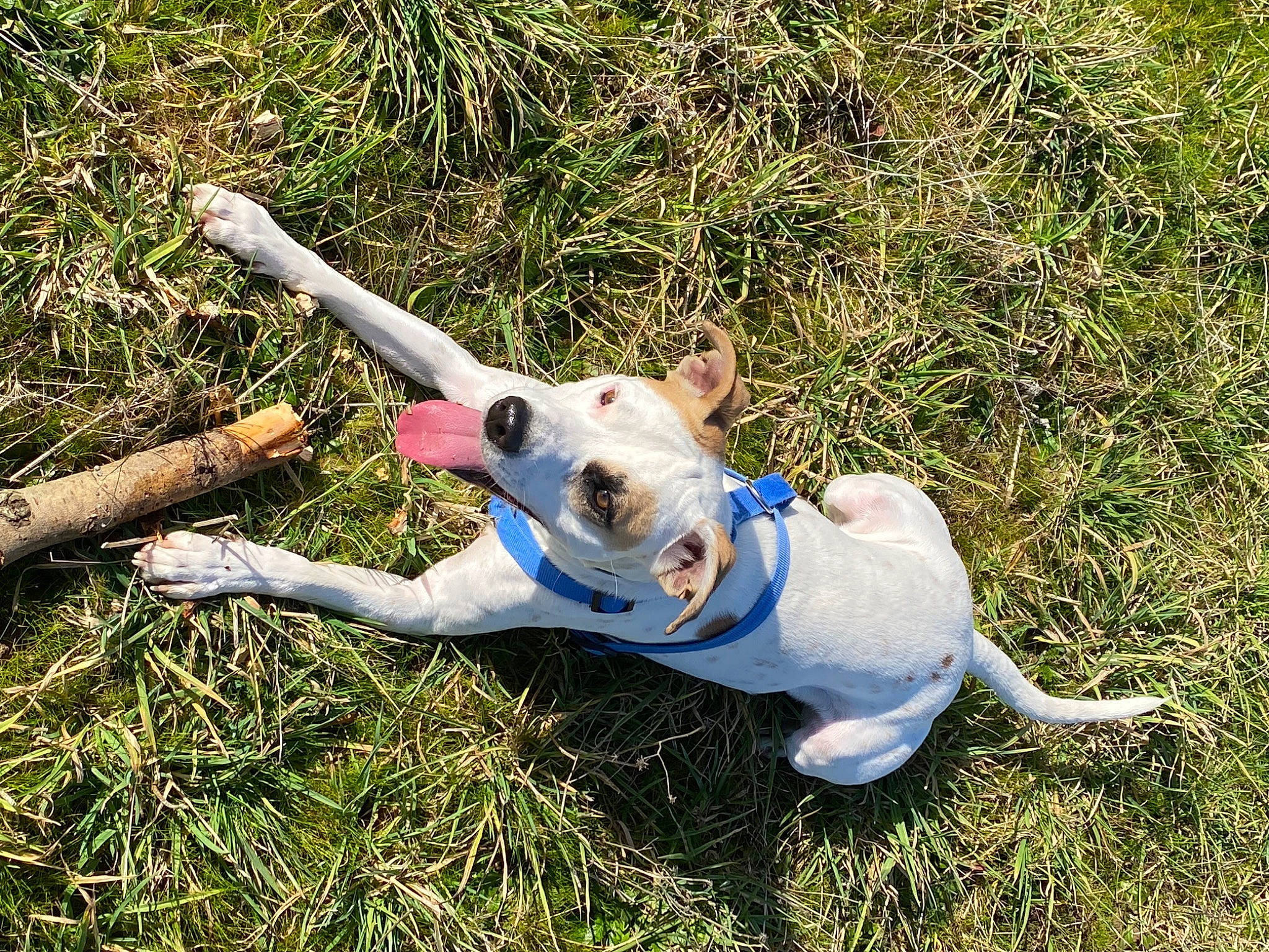 Tayron a rejoint le concours — aidez-le/la à gagner de superbes lots ! canidae, carnivore, collar, companion_dog, dog, dog_breed, dog_clothes, dog_collar, fawn, grass, grassland, paw, snout, sporting_group, tail, terrestrial_animal, terrier, toy, wood, working_animal