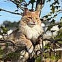 cat, tree, orange_cat, fluffy, outdoor, nature, leaves, branches, sunlight, daytime, animal, pet, feline, closeup, wildlife, sky, wood, cute, portrait, whiskers
