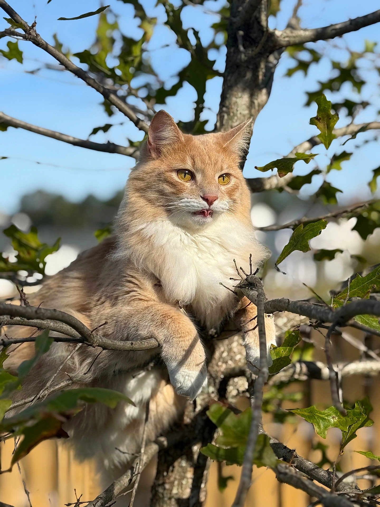 Stark joined the competition — help win amazing prizes! cat, tree, orange_cat, fluffy, outdoor, nature, leaves, branches, sunlight, daytime, animal, pet, feline, closeup, wildlife, sky, wood, cute, portrait, whiskers