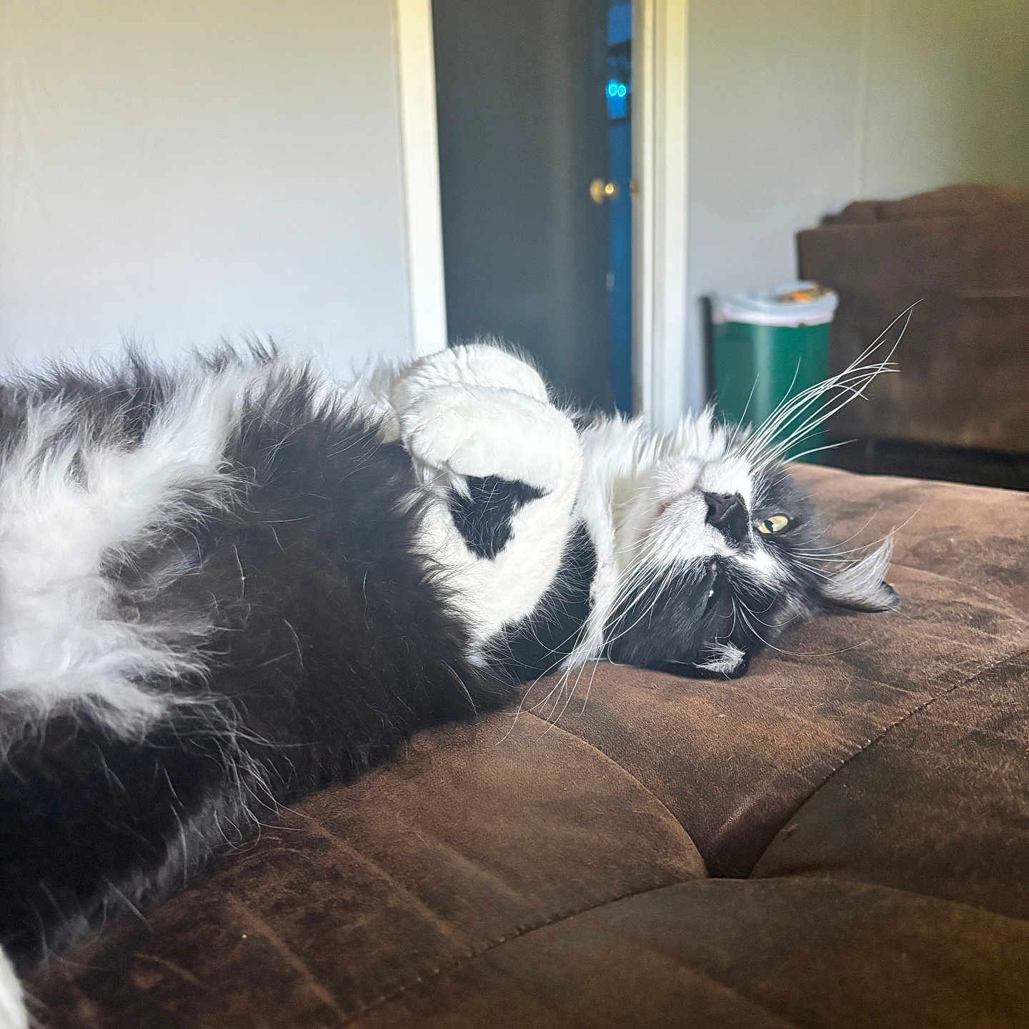 Brisket is registered to the contest to win money with this photo: cat, black_and_white, fluffy, lying_down, couch, indoor, relaxed, home, door, trash_bin, furniture, pet, whiskers, upside_down, cozy, domestic, mammal, fur, playful, resting
