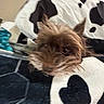 dog, blanket, heart_pattern, fur, cozy, indoor, pet, brown_dog, fabric, cute, animal, soft, resting, closeup, small_dog, comfort, texture, home, relaxed, snuggled