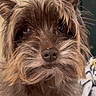 Charlie is registered to the contest to win money with this photo: dog, small_dog, close_up, scruffy, fur, indoor, pet, animal, face, ears, nose, eyes, blurry_background, household, furniture, cute, portrait, domestic_animal, mammal, companion