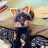 Charlie is registered to the contest to win money with this photo: dog, small_dog, watermelon_filter, ears_filter, pet, bed, blanket, pen, papers, indoor, cute, looking_up, fur, face, black_fur, brown_fur, close_up, resting, home, cozy