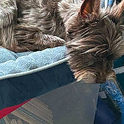 Charlie is registered to the contest to win money with this photo: dog, sleeping, pet_bed, fur, cozy, indoor, resting, animal, brown_fur, small_dog, cute, relaxed, home, carpet, canine, snout, ears, paw, quiet, nap