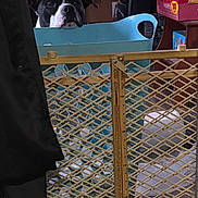 Echo joined the competition — help win amazing prizes! dog, black_and_white, baby_gate, blue_basket, indoor, household, curious, pet, floor, wooden_floor, clutter, box, container, furniture, pet_gate, head, animal, domestic, room, candid