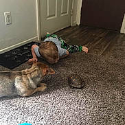 Xena is registered to the contest to win money with this photo: toddler, dog, turtle, carpet, floor, door, curious, indoor, child, pet, animal, wood_floor, home, interaction, crawling, light, shadow, casual, exploration, young
