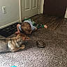 animal, carpet, casual, child, crawling, curious, dog, door, exploration, floor, home, indoor, interaction, light, pet, shadow, toddler, turtle, wood_floor, young