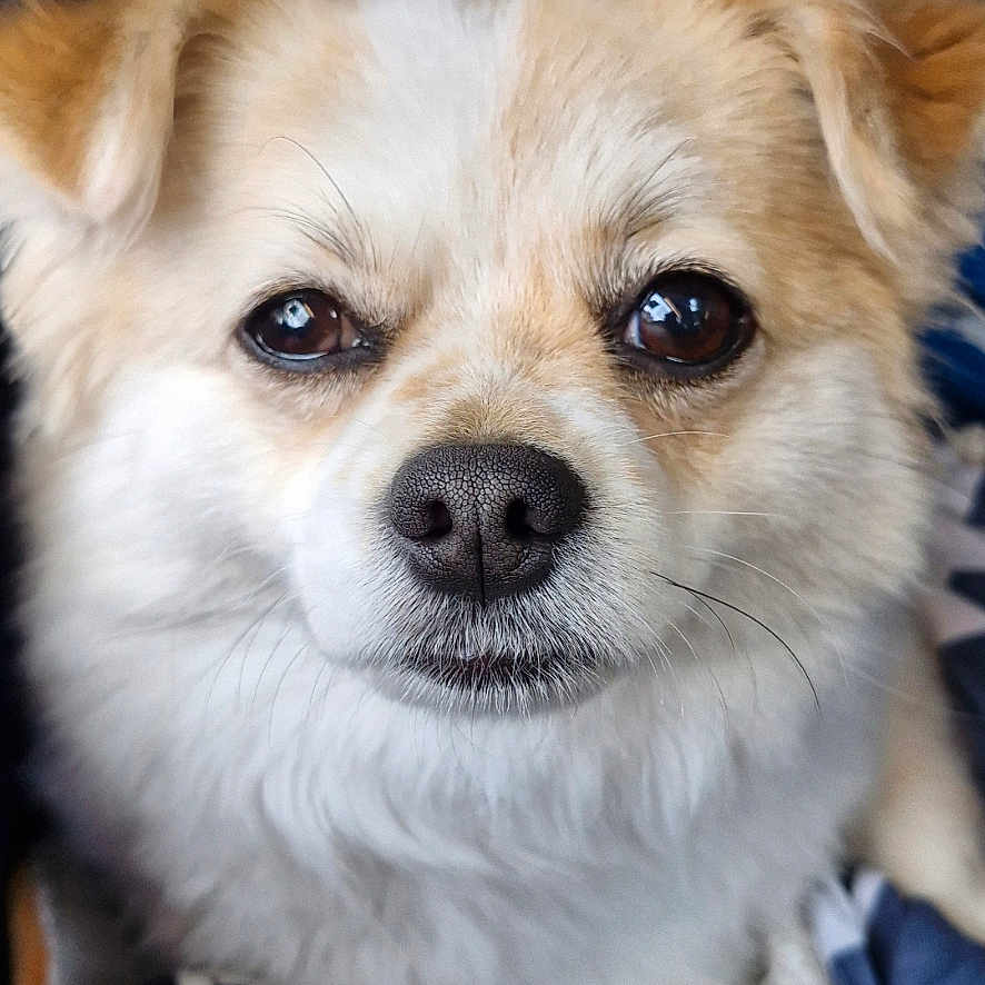 Chanelle a rejoint le concours — aidez-le/la à gagner de superbes lots ! accessories, advertisement, animal, book, canine, chihuahua, cockerspaniel, dog, eskimodog, papillon, pet, plush, poster, publication, puppy, snout, strap, terrier, toy, whitedog