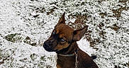 Prada participe au concours pour gagner de l'argent avec cette photo : dog, brown_dog, blue_eyes, snow, outdoor, leash, chain, sitting, curious, pet, animal, winter, ground, nature, canine, fur, ears_up, looking_up, daylight, alone