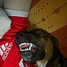 dog, teeth, smiling, indoor, person, red_shirt, adidas, collar, face, lying_down, cozy, blanket, pattern, brown_dog, pet, animal, resting, close_up, cute, companion