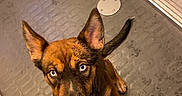 Prada participe au concours pour gagner de l'argent avec cette photo : blue_eyes, brown_fur, chain_leash, close_up, companion, confined_space, curious, dog, ears_up, floor, footwear, indoor, leash, looking_up, metal_plate, person, pet, sitting, sneaker, waiting