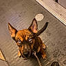 Prada participe au concours pour gagner de l'argent avec cette photo : dog, blue_eyes, leash, sitting, indoor, floor, sneaker, person, looking_up, brown_fur, ears_up, chain_leash, waiting, pet, companion, curious, close_up, footwear, metal_plate, confined_space