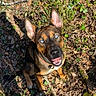 dog, blue_eyes, outdoor, forest_floor, leaves, sunlight, happy, pet, animal, nature, brown_fur, ears_up, smiling, stick, ground, canine, collar, playful, daylight, cute