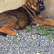 Prada a rejoint le concours — aidez-le/la à gagner de superbes lots ! dog, puppy, blue_eyes, lying_down, gravel, outdoor, curious, brown_fur, black_fur, ears_up, resting, wall, pet, animal, canine, alert, young_dog, nature, daylight, closeup