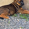 dog, puppy, blue_eyes, lying_down, gravel, outdoor, curious, brown_fur, black_fur, ears_up, resting, wall, pet, animal, canine, alert, young_dog, nature, daylight, closeup