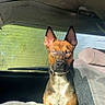 dog, car_interior, seat, blanket, sunlight, window, collar, pet, animal, ears, face, brown_fur, white_fur, alert, sitting, vehicle, backseat, shadow, expression, indoor