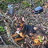 dog, animal, outdoor, forest, leaves, branches, sunlight, nature, canine, happy, tongue_out, ears_up, plastic_container, ground, brown, black, laying_down, wood, daylight, smiling