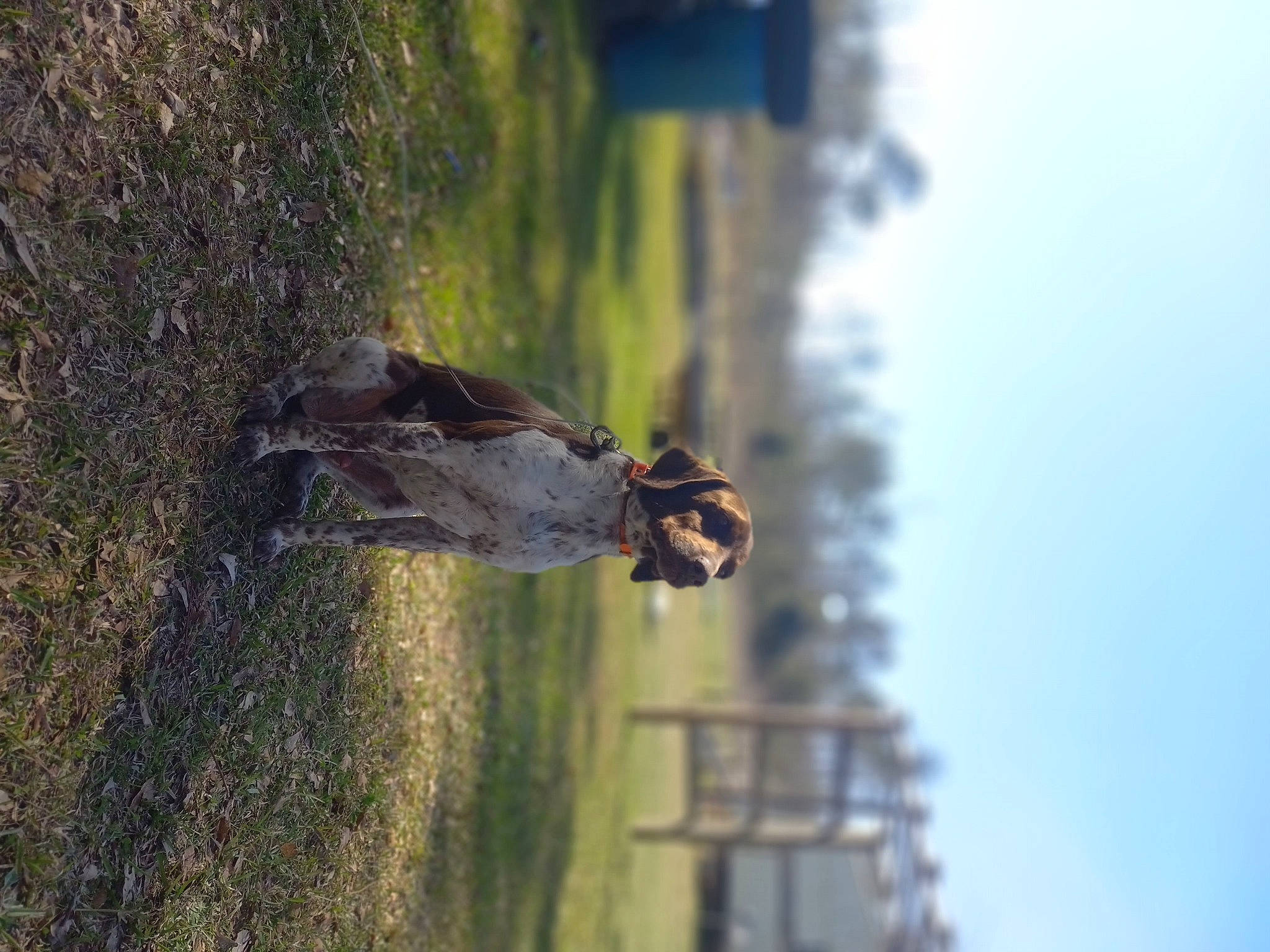 Fletcher joined the competition — help win amazing prizes! beak, grass, lake, landscape, plant, plant_stem, reflection, rock, shadow, sky, soil, street_light, tree, trunk, water, wildlife, wing, wood