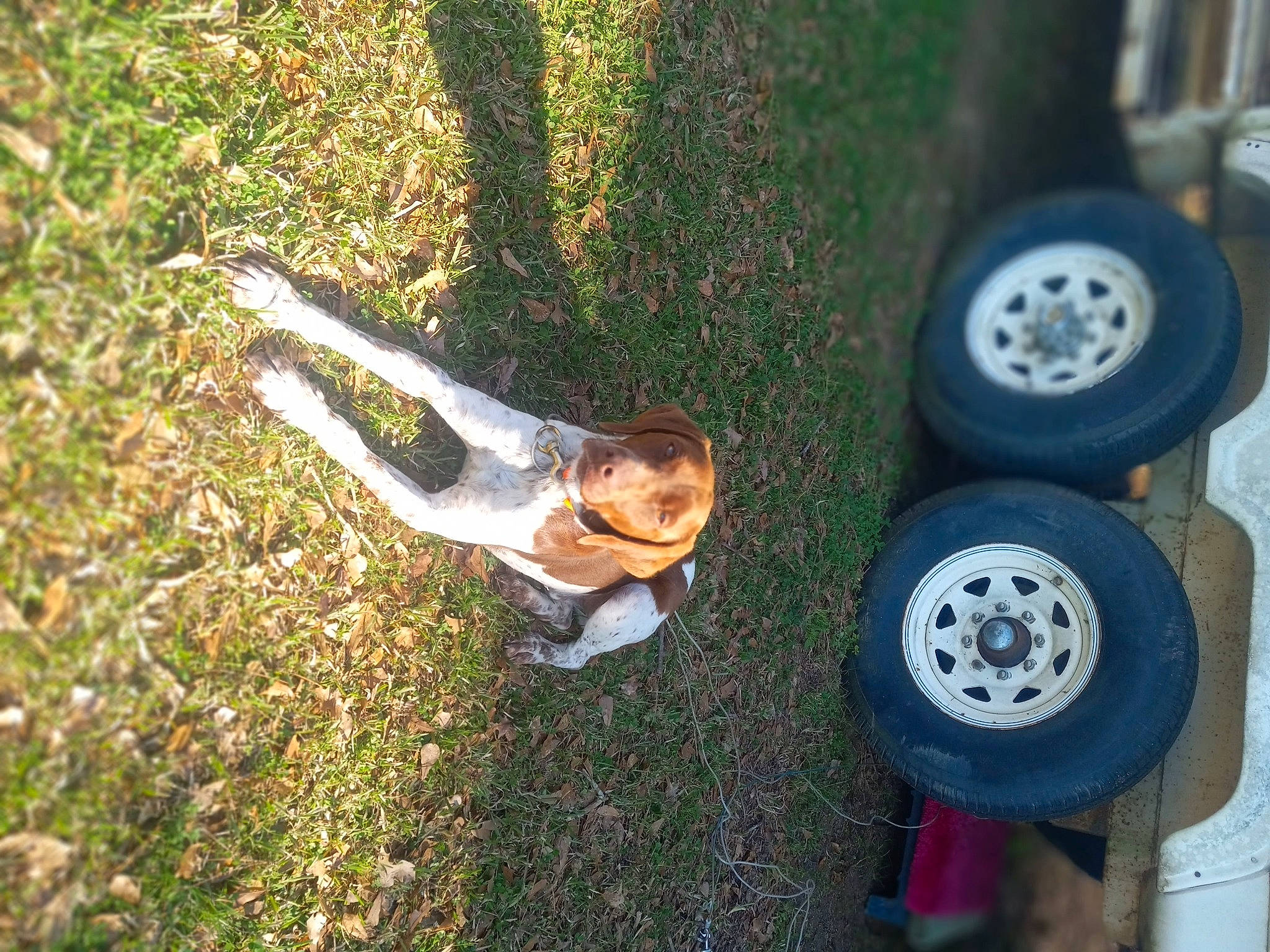 Fletcher is registered to the contest to win money with this photo: alloy_wheel, automotive_exterior, automotive_tire, bumper, car, fender, grass, hubcap, land_vehicle, motor_vehicle, plant, rim, smile, synthetic_rubber, tire, tire_care, tread, vehicle, vehicle_door, wheel