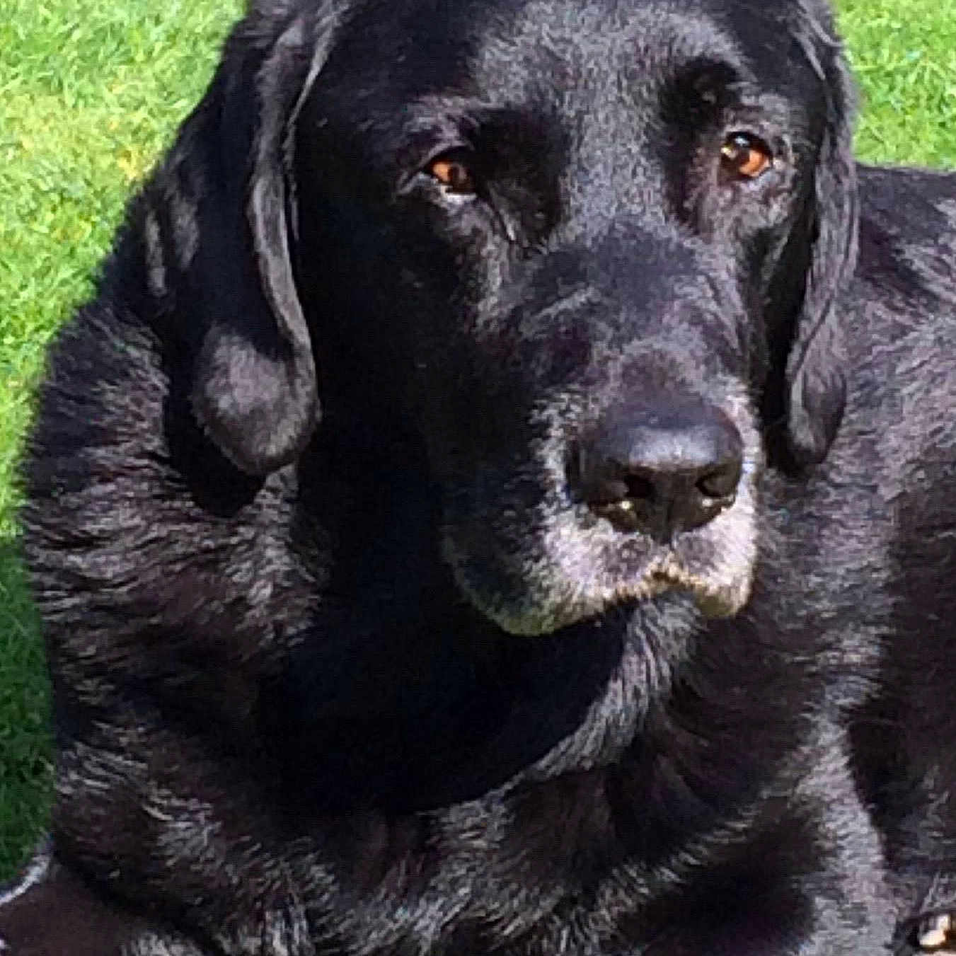 Oscar joined the competition — help win amazing prizes!