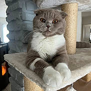 Uranie participe au concours pour gagner de l'argent avec cette photo : cat, scottish_fold, pet, animal, feline, indoor, cat_tree, whiskers, paws, fur, ears, cute, relaxed, orange_eyes, home, cozy, scratching_post, resting, mammal, portrait