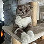 cat, scottish_fold, pet, animal, feline, indoor, cat_tree, whiskers, paws, fur, ears, cute, relaxed, orange_eyes, home, cozy, scratching_post, resting, mammal, portrait
