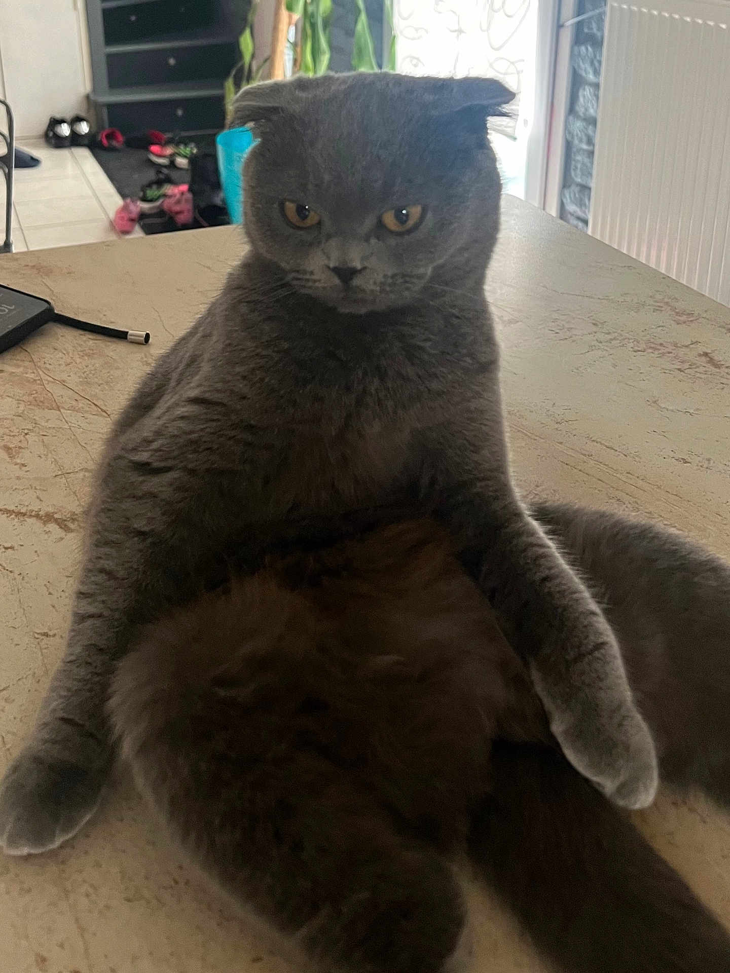 Uranie a rejoint le concours — aidez-le/la à gagner de superbes lots ! cat, gray_cat, feline, pet, indoor, table, fur, animal, serious_expression, sitting, household, cozy, domestic, mammal, whiskers, ears, eyes, paw, tail, resting