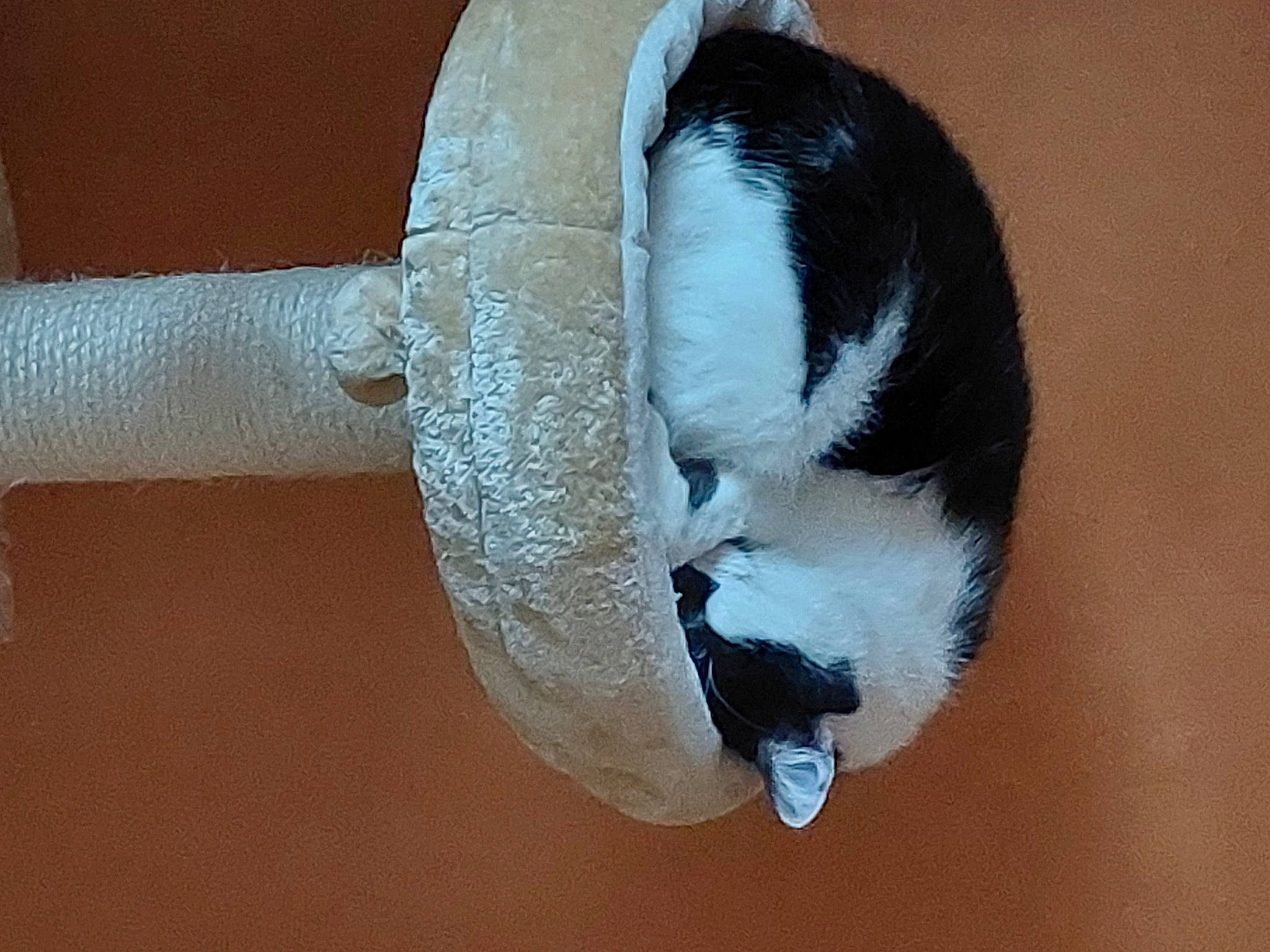 Dori participe au concours pour gagner de l'argent avec cette photo : carnivore, cat, claw, collar, dog_breed, felidae, fur, hardwood, pet_supply, small_to_medium_sized_cats, snout, sporting_group, tail, terrestrial_animal, whiskers, wood