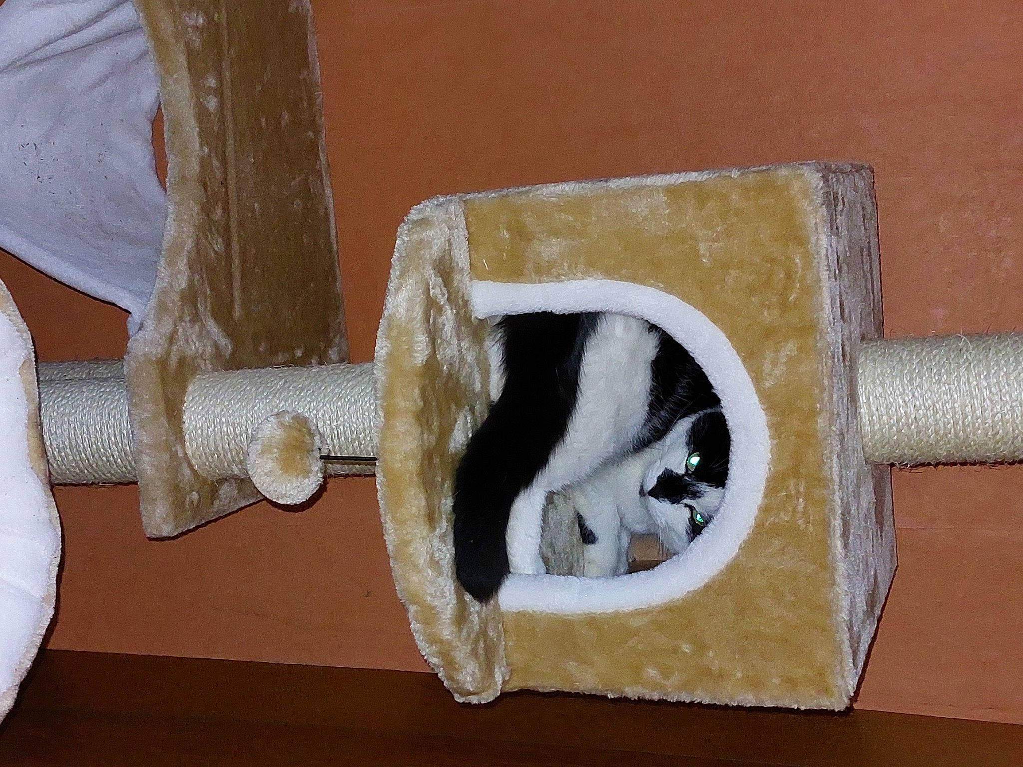 Dori a rejoint le concours — aidez-le/la à gagner de superbes lots ! art, carmine, carnivore, cat_supply, domestic_short_haired_cat, felidae, fur, hardwood, natural_material, pet_supply, plaster, plywood, room, small_to_medium_sized_cats, tail, visual_arts, wood