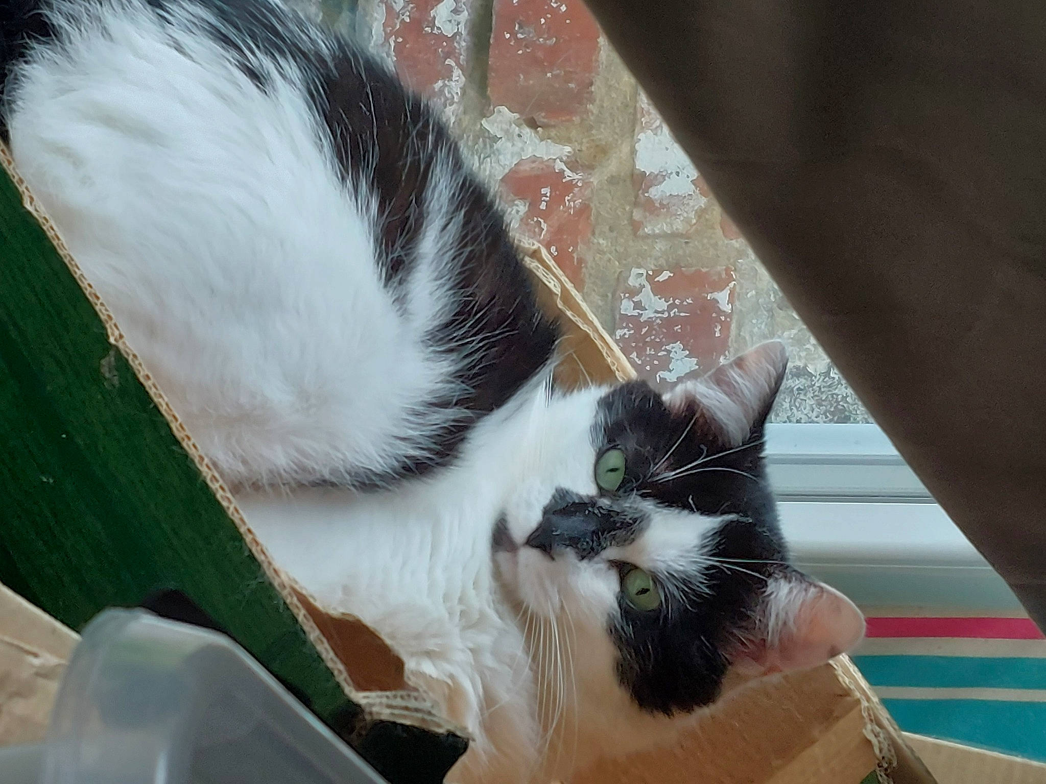 Dori participe au concours pour gagner de l'argent avec cette photo : carnivore, cat, comfort, domestic_short_haired_cat, eye, felidae, fur, grass, human_leg, mammal, paw, plant, small_to_medium_sized_cats, snout, tail, tree, vertebrate, whiskers, window, wood